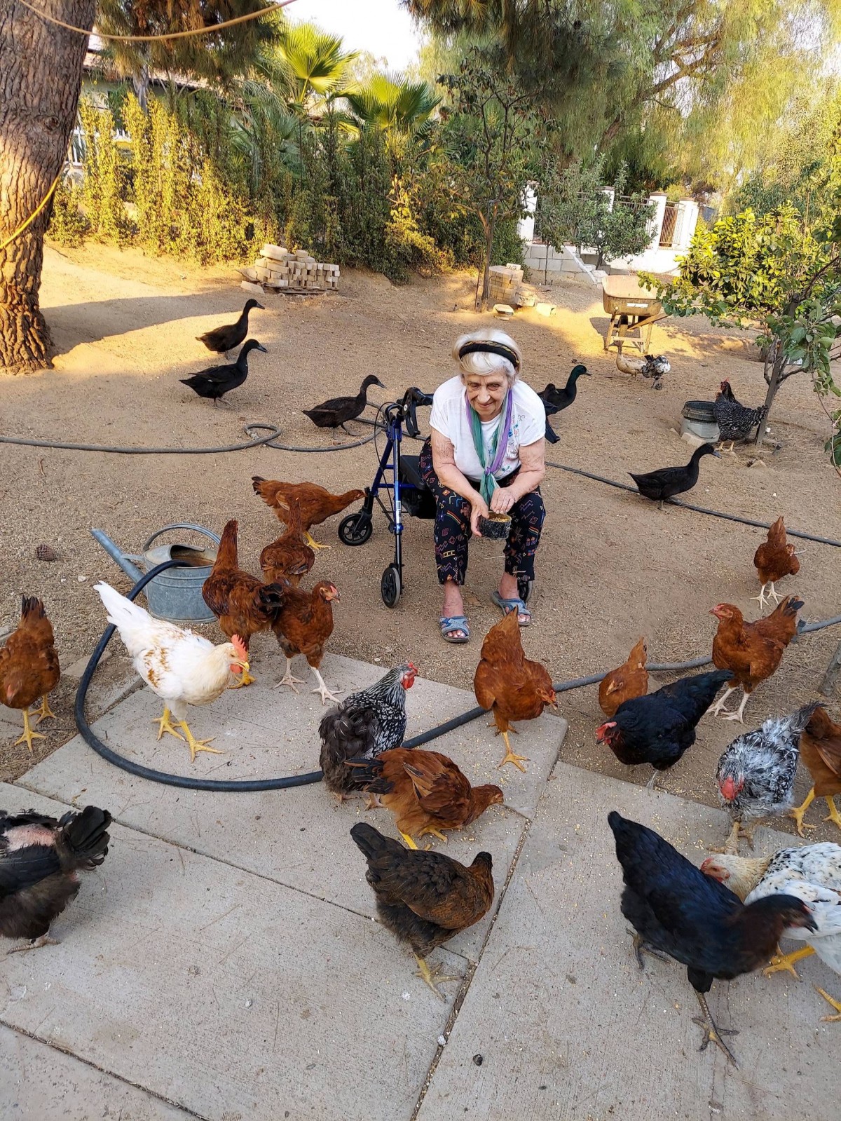 A person sitting outside surrounded by chickens and ducks on a farm.