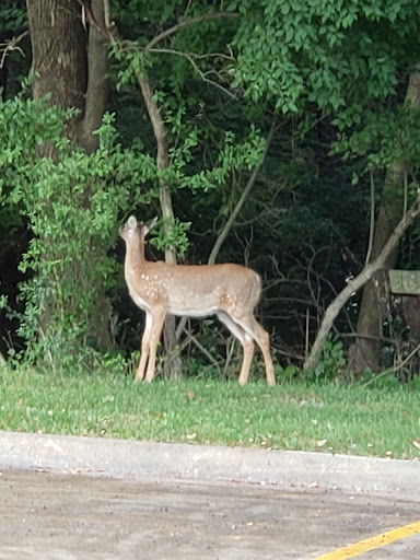 A deer standing peacefully by the edge of the forest.