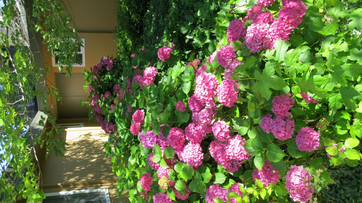 A vibrant garden wall adorned with pink hydrangeas in full bloom.