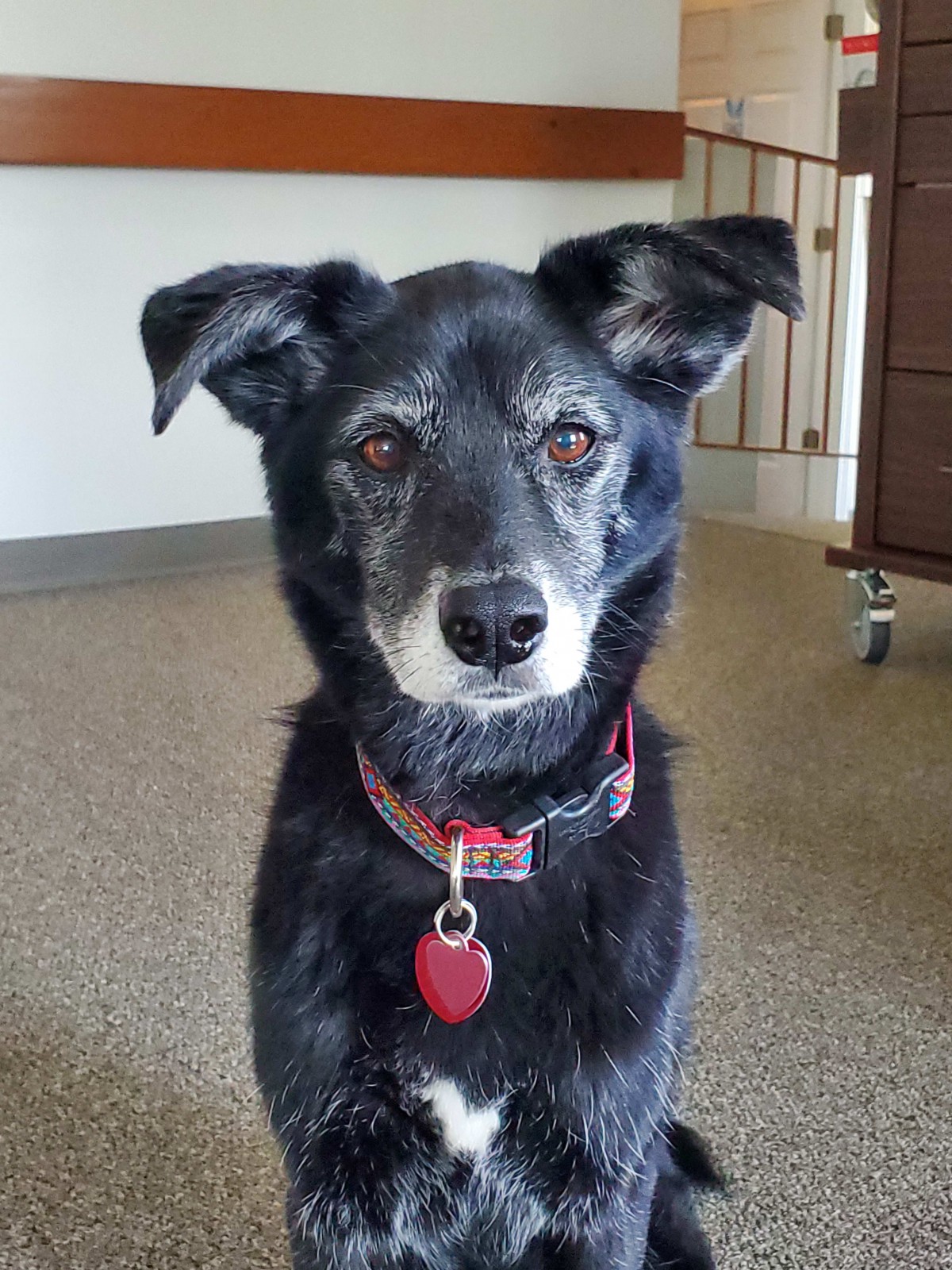 A black dog with white markings sits indoors, wearing a collar and tag.