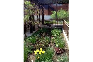 A lush garden with vibrant yellow tulips and diverse plants.