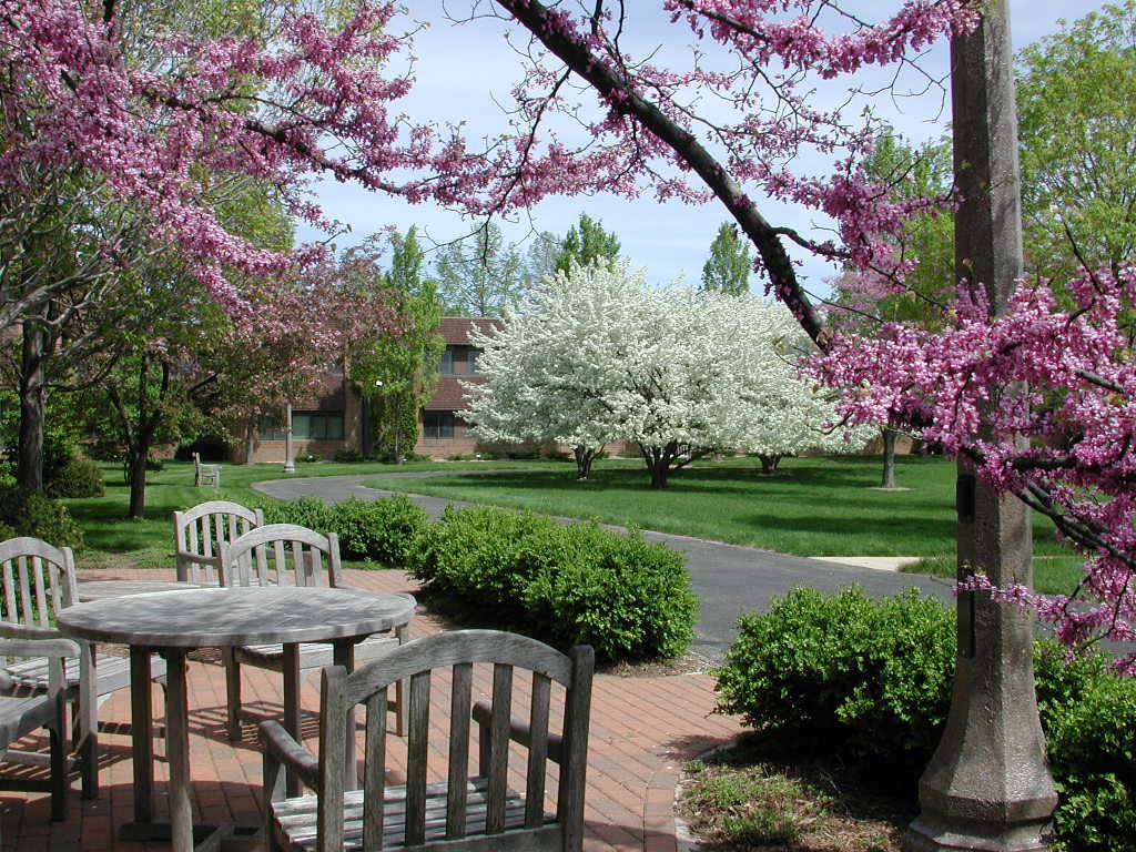 A peaceful garden scene with blossoming trees and wooden benches.
