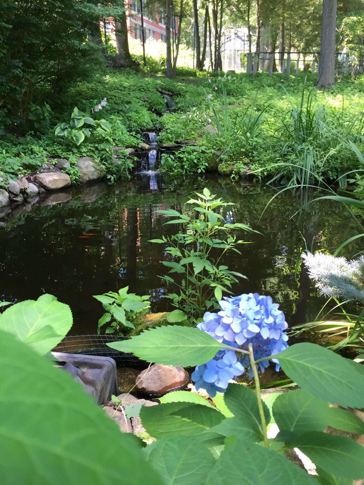 A serene garden pond with a small waterfall, surrounded by lush greenery and vibrant blue hydrangeas.