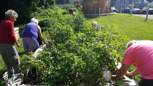 A vibrant vegetable garden with lush tomato plants and people tending to the crops under the sun.