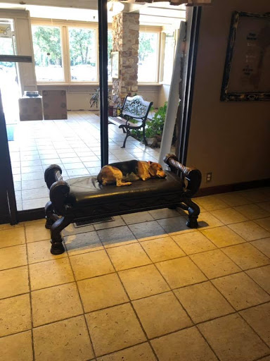 A dog comfortably resting on a couch indoors.