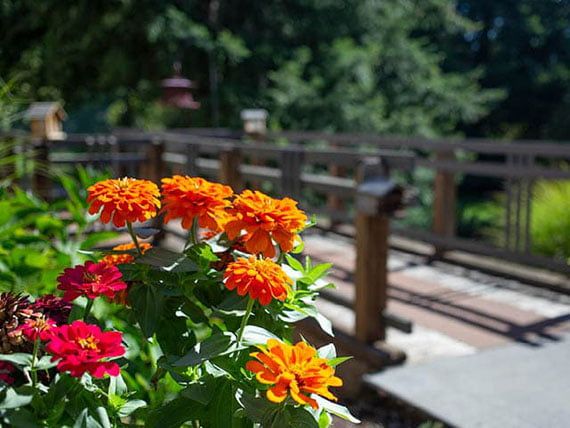 Vibrant zinnias bloom near a rustic wooden bridge on a sunny day.