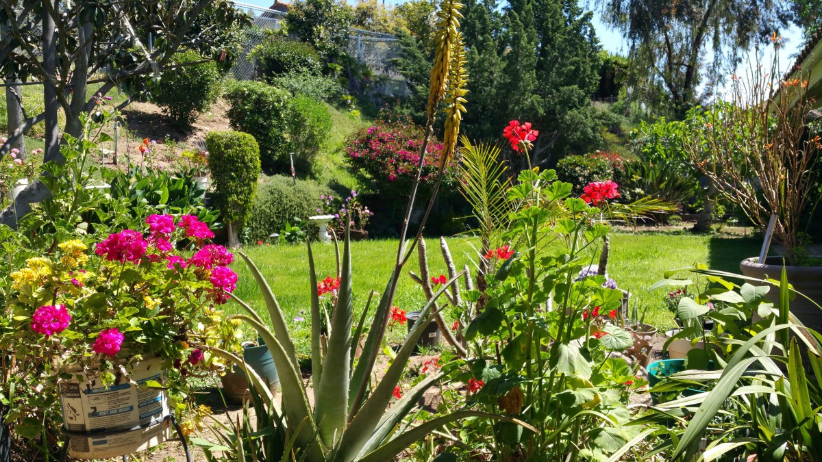 A vibrant garden filled with diverse plants and colorful flowers under a clear blue sky.