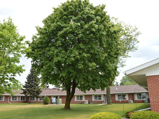 A lush green tree standing in a residential area.
