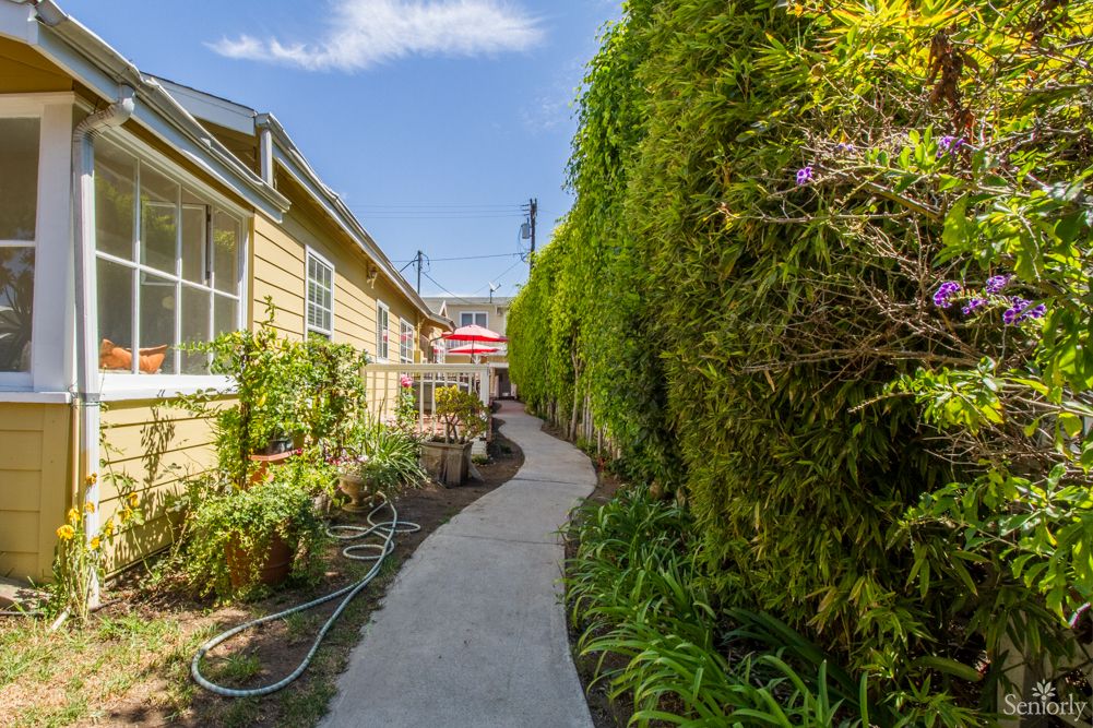 A narrow pathway bordered by a tall hedge and a house on a sunny day.