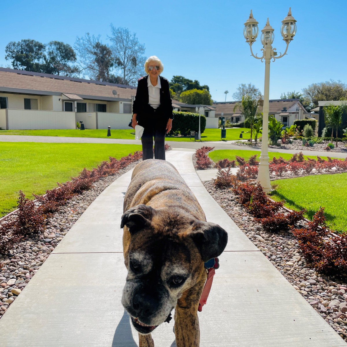 A person walking with a dog on a sunny day in a garden setting.