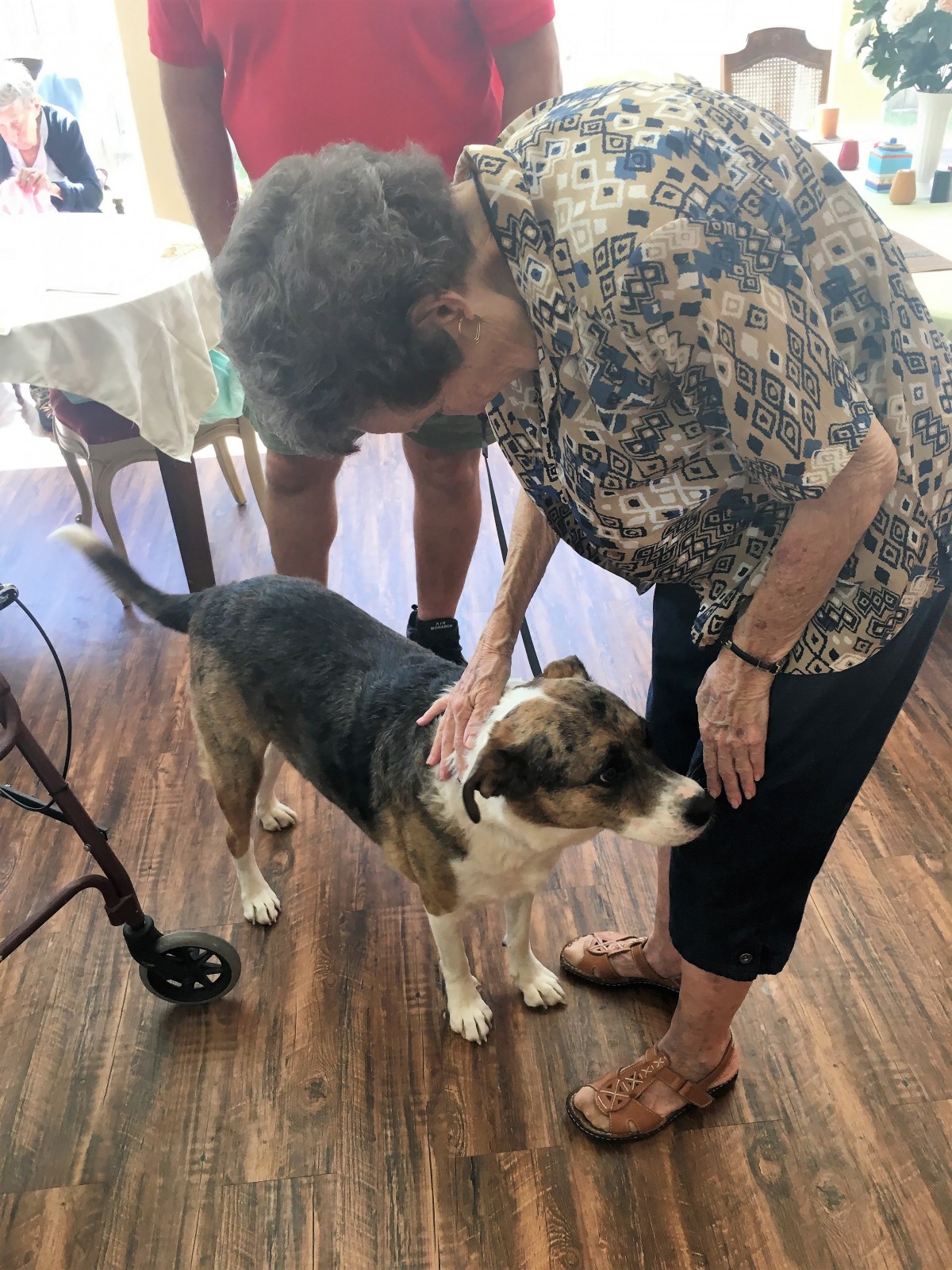 A person petting a dog indoors on a wooden floor.