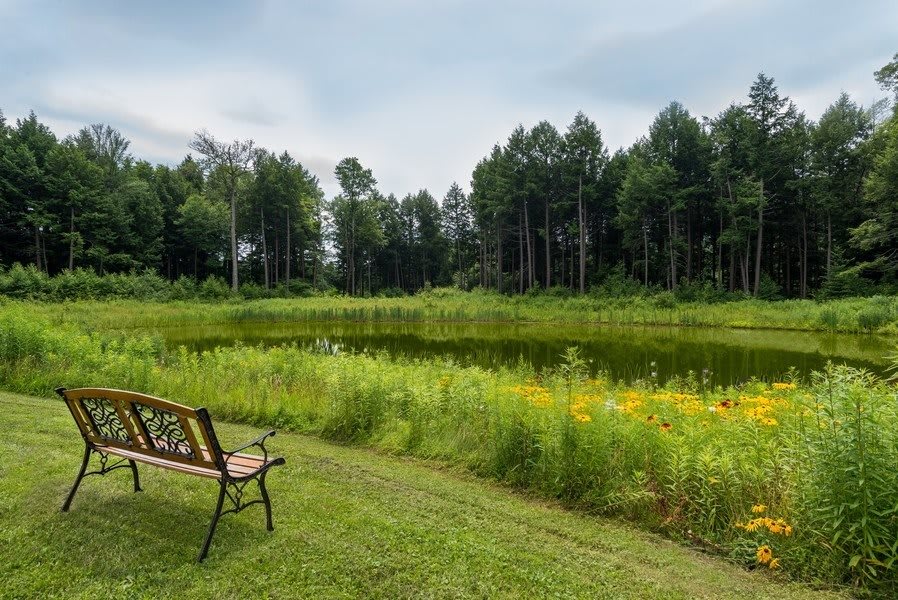 A serene view of a bench overlooking a pond surrounded by lush greenery and tall trees.