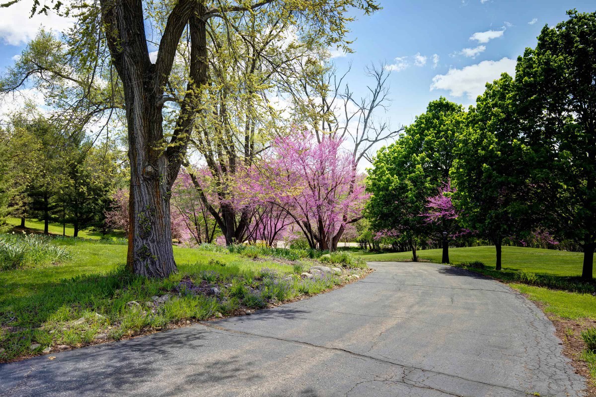 A serene pathway lined with trees and vibrant pink blossoms on a sunny day.