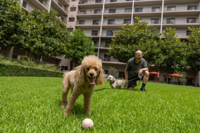 A poodle plays with a ball on the grass while a man and another dog in the background enjoy the park near an apartment building.