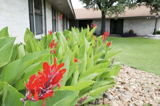 A vibrant display of red flowers amidst lush green leaves in a garden setting.