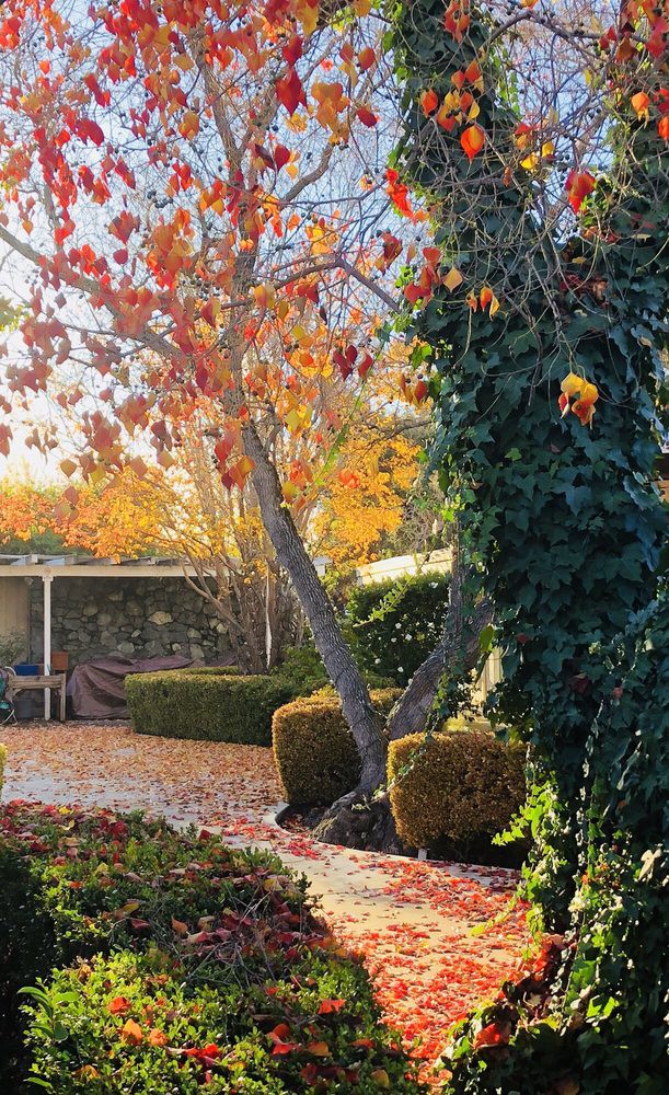 A picturesque garden scene with autumn foliage and sunlight filtering through the trees.