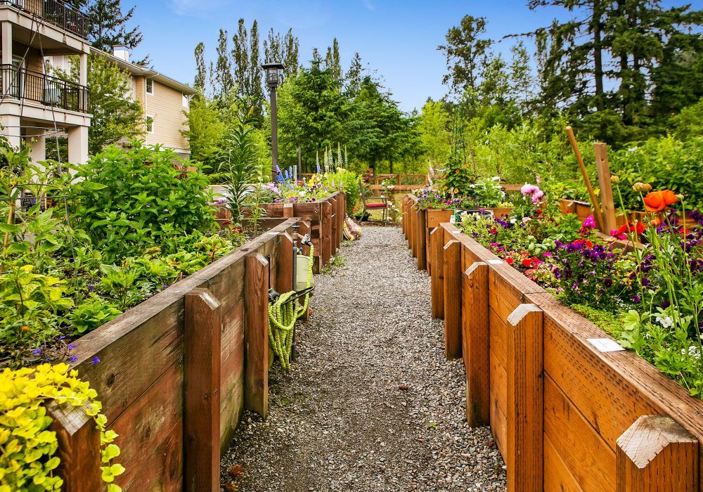 A scenic view of a garden with gravel pathways flanked by wooden raised beds filled with various plants and flowers.