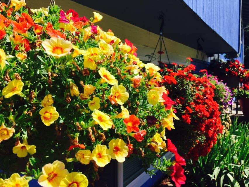 A vibrant display of yellow and red flowers in a hanging basket, brightening up the outdoor space.