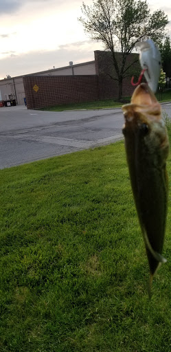 A close-up of a fish against a backdrop of green grass.