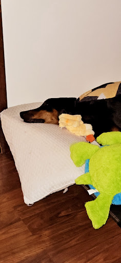 A relaxed dog taking a nap on a cozy cushion surrounded by toys.