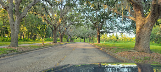 A serene tree-lined road inviting a peaceful drive through nature.