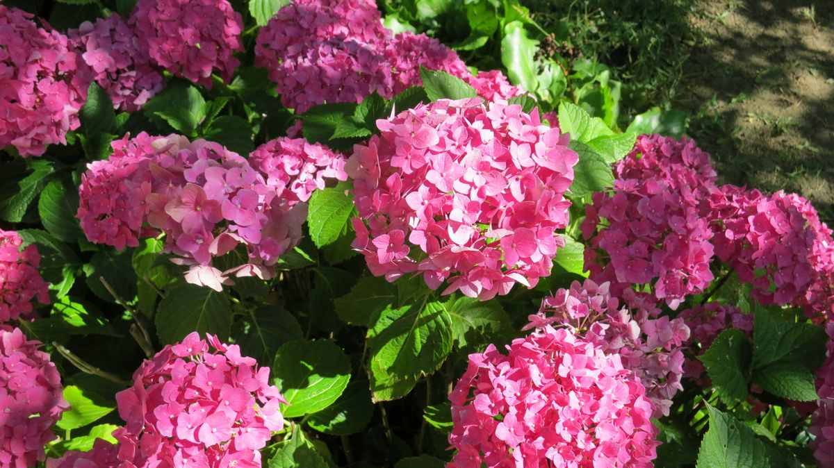 A vibrant cluster of pink hydrangeas in full bloom.