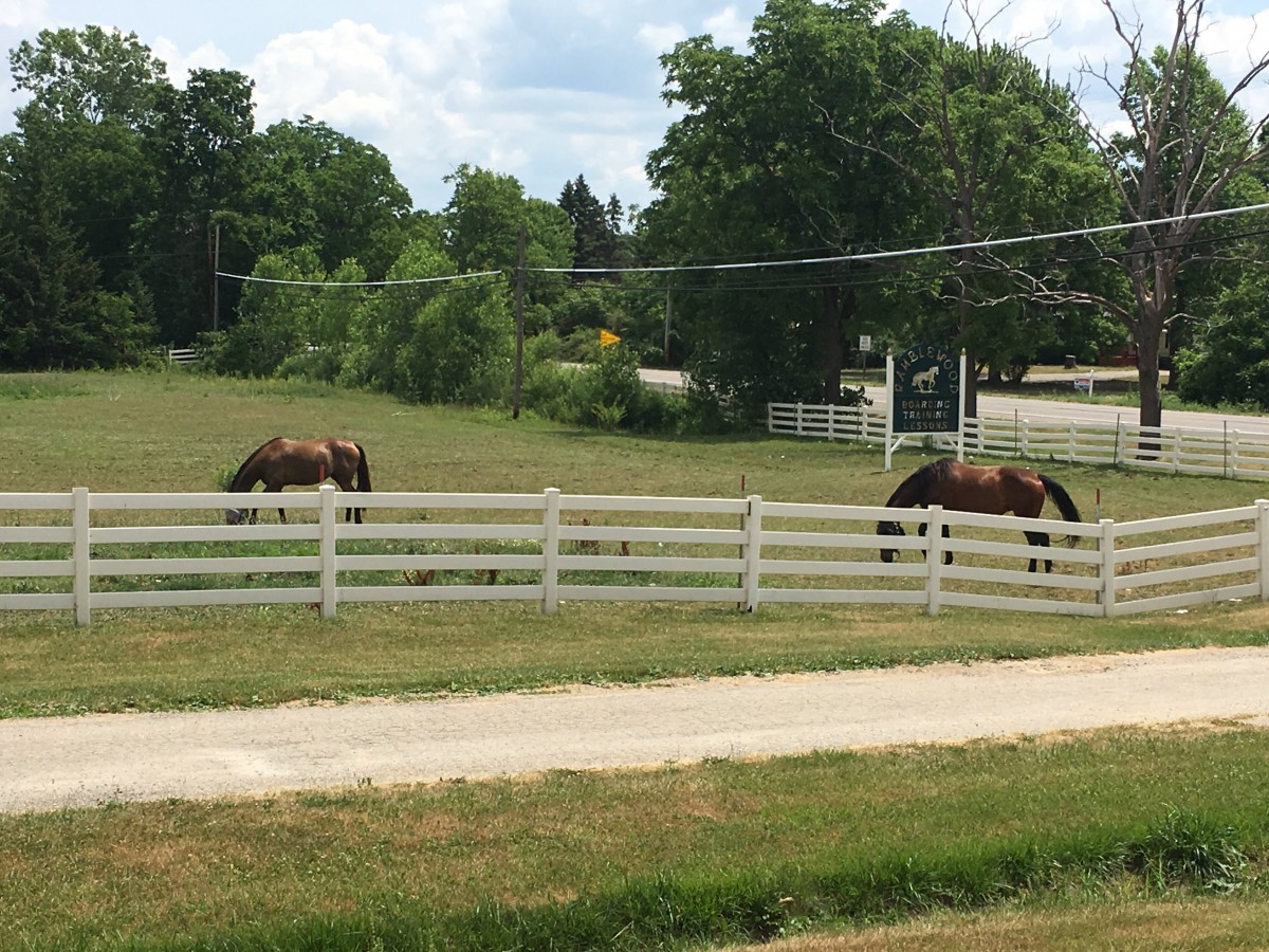 Horses grazing in a fenced pasture on a sunny day.
