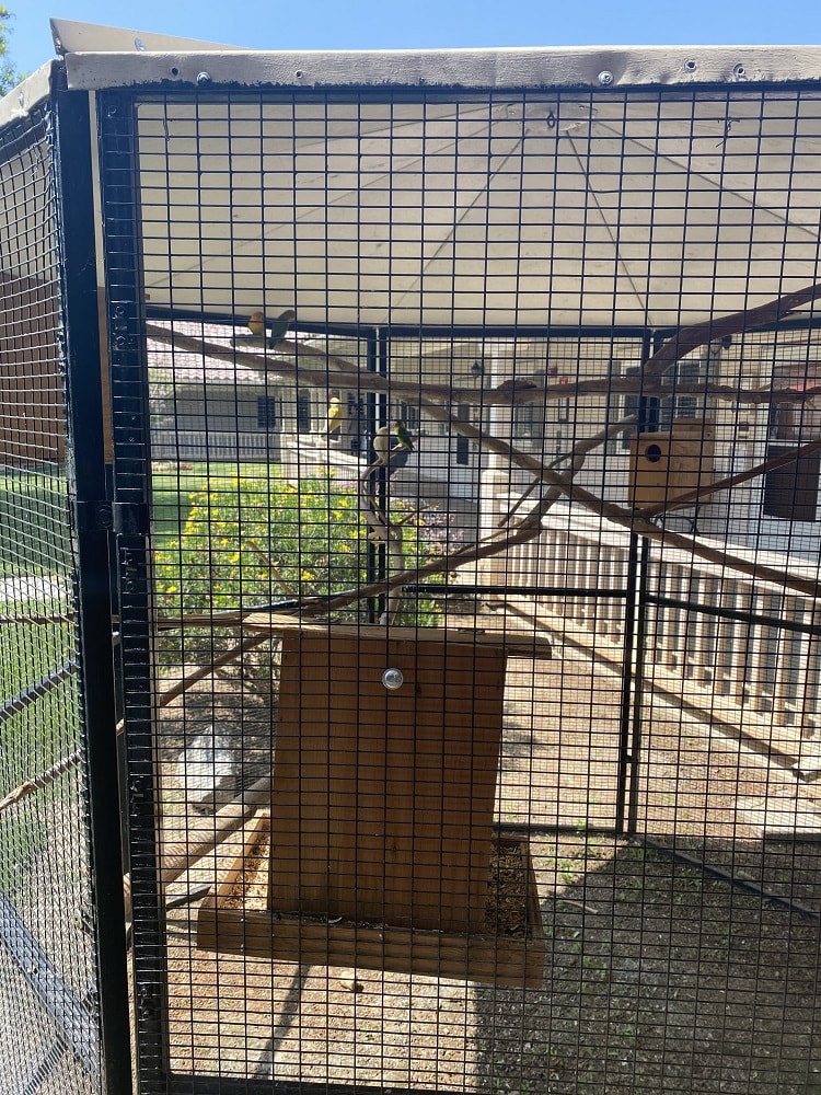 An outdoor aviary with a wooden nesting box and perches inside.