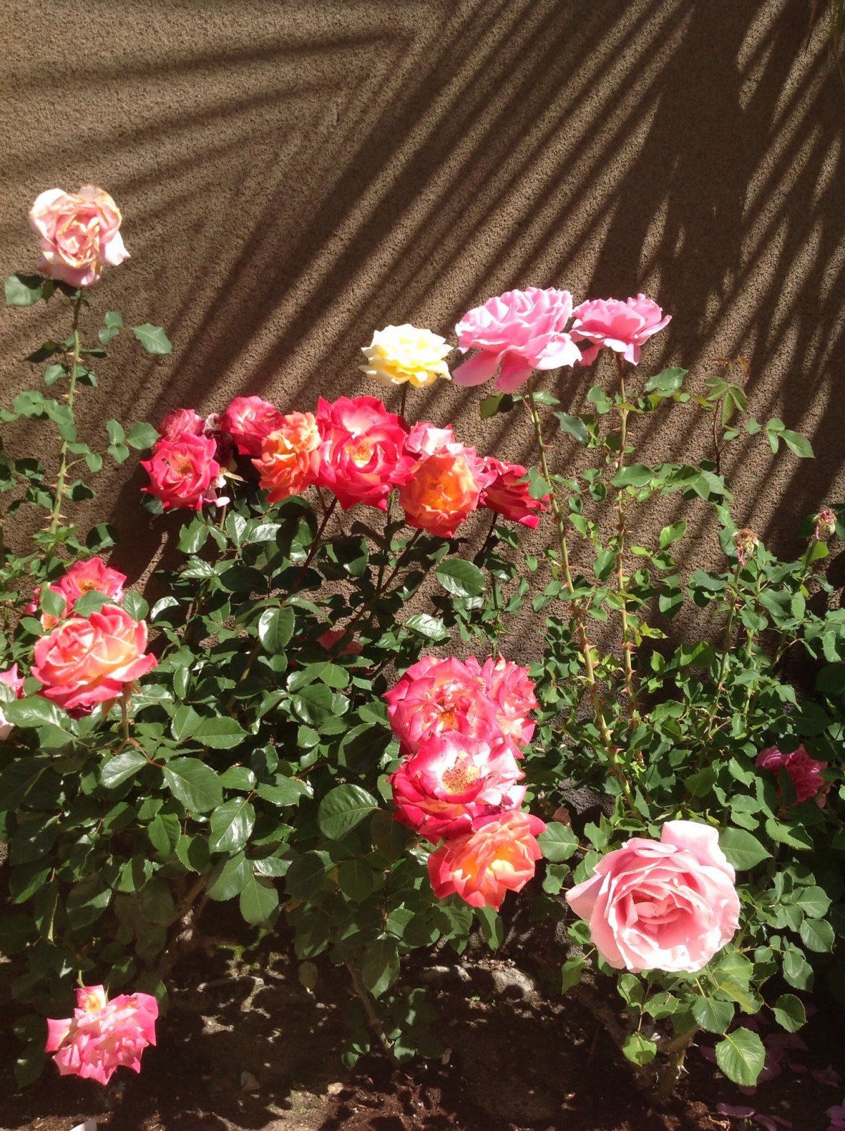 A vibrant garden filled with blooming roses in various colors.