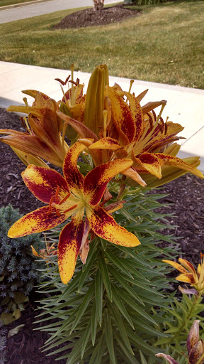 A vibrant flower showcasing striking orange and red hues.