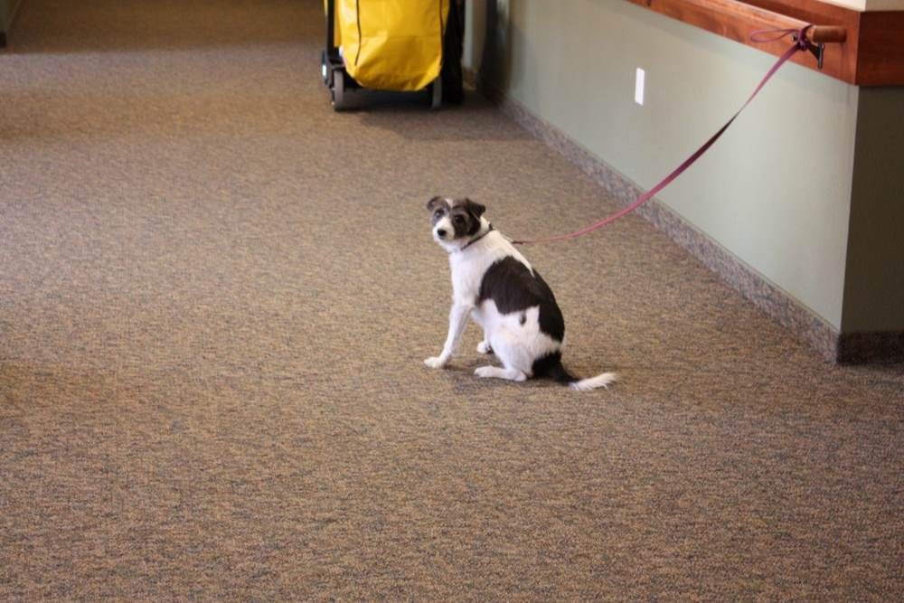 A small dog sitting on a carpeted floor indoors, attached to a leash.