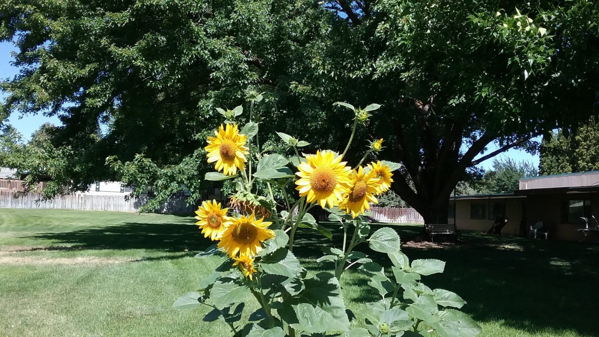 A cluster of vibrant sunflowers blooming in a lush garden setting.