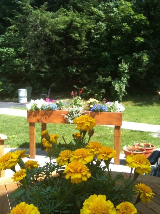 A sunny garden scene featuring a planter box with colorful flowers and vibrant yellow marigolds in the foreground.