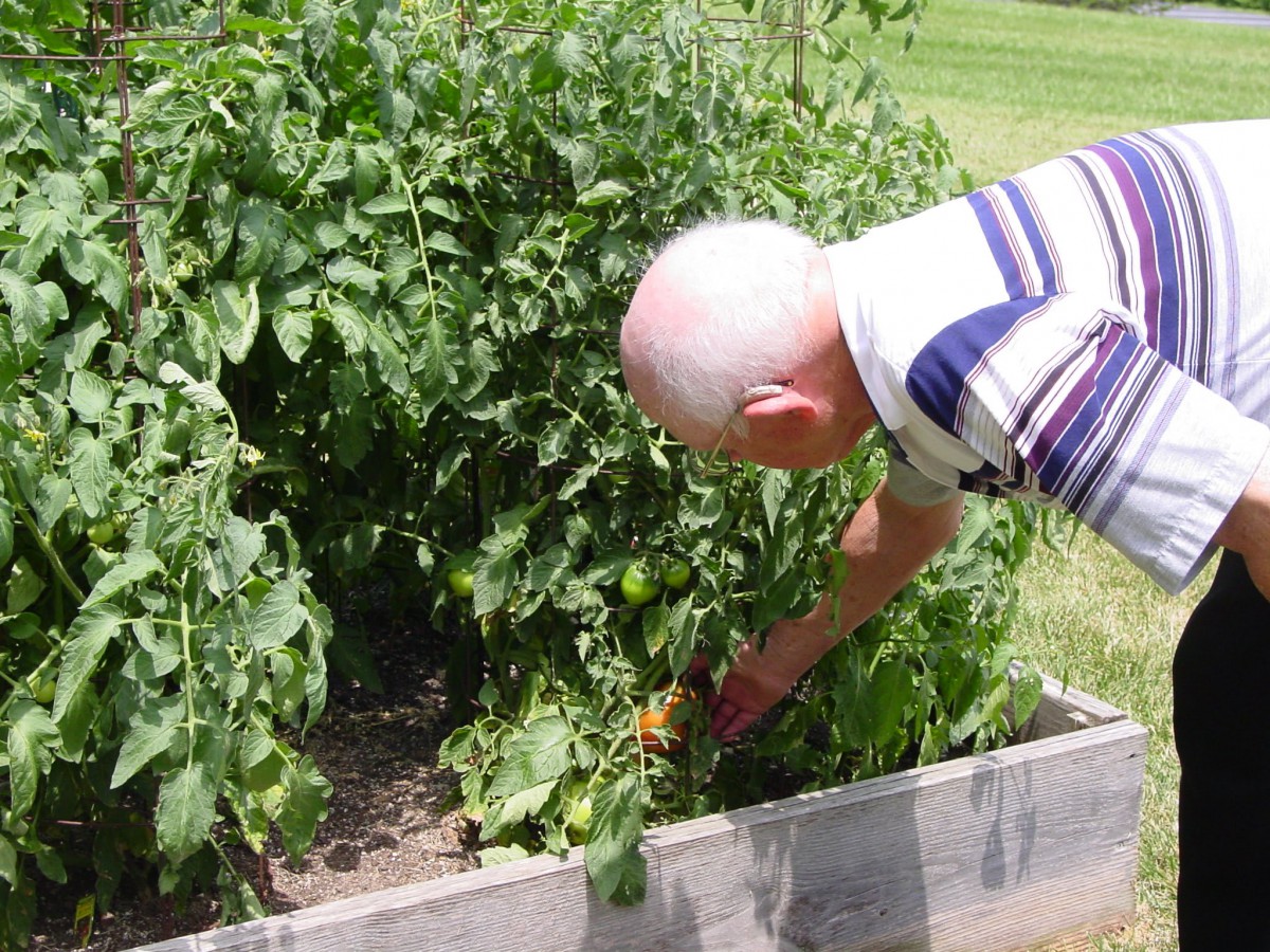 A person tending to a vegetable garden outdoors.