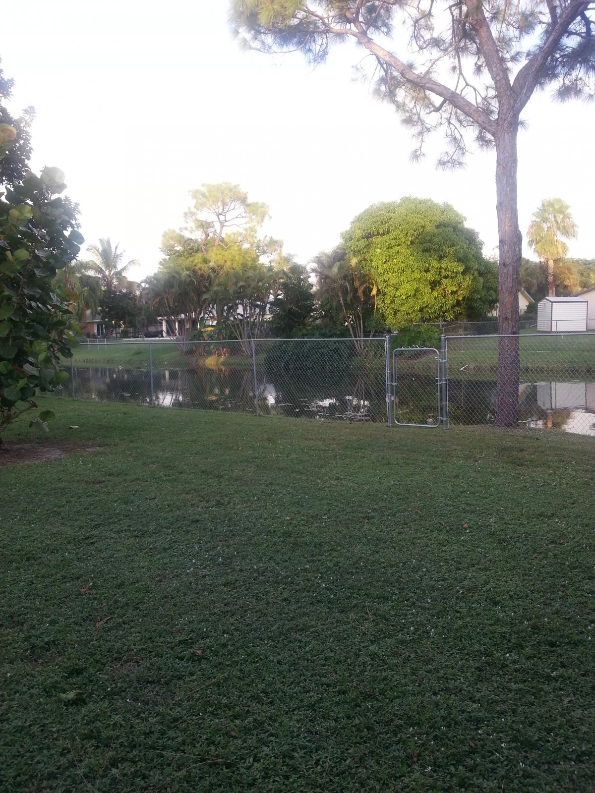 A peaceful backyard with a grassy lawn, fenced area, and a pond surrounded by trees.