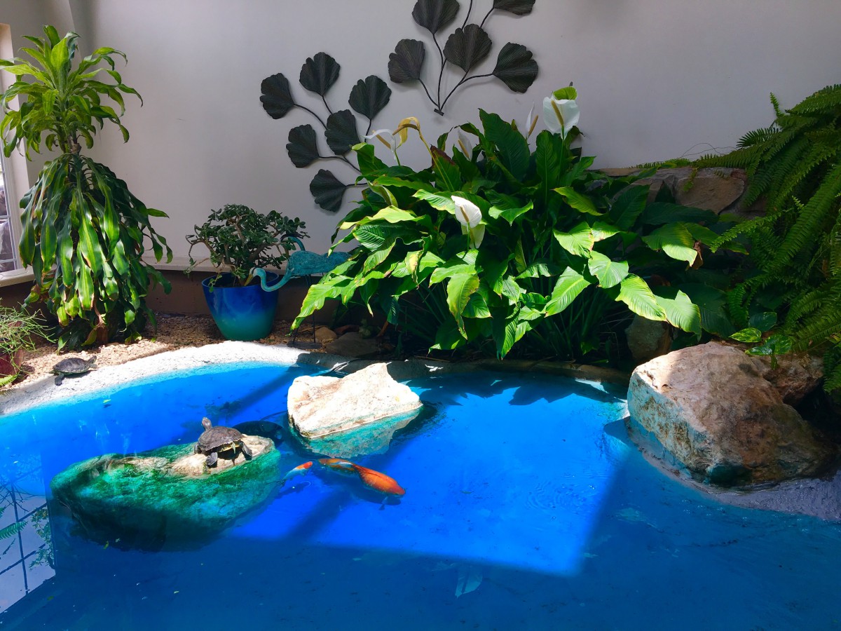 A serene garden pond with turtles basking on rocks surrounded by lush green plants.