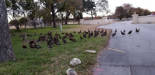 A gathering of ducks in a grassy area near a pathway.