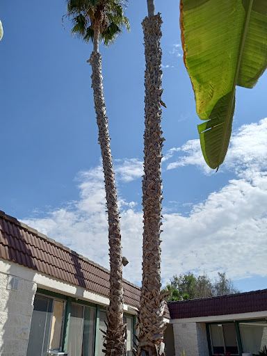 Two tall palm trees reaching towards a clear blue sky.