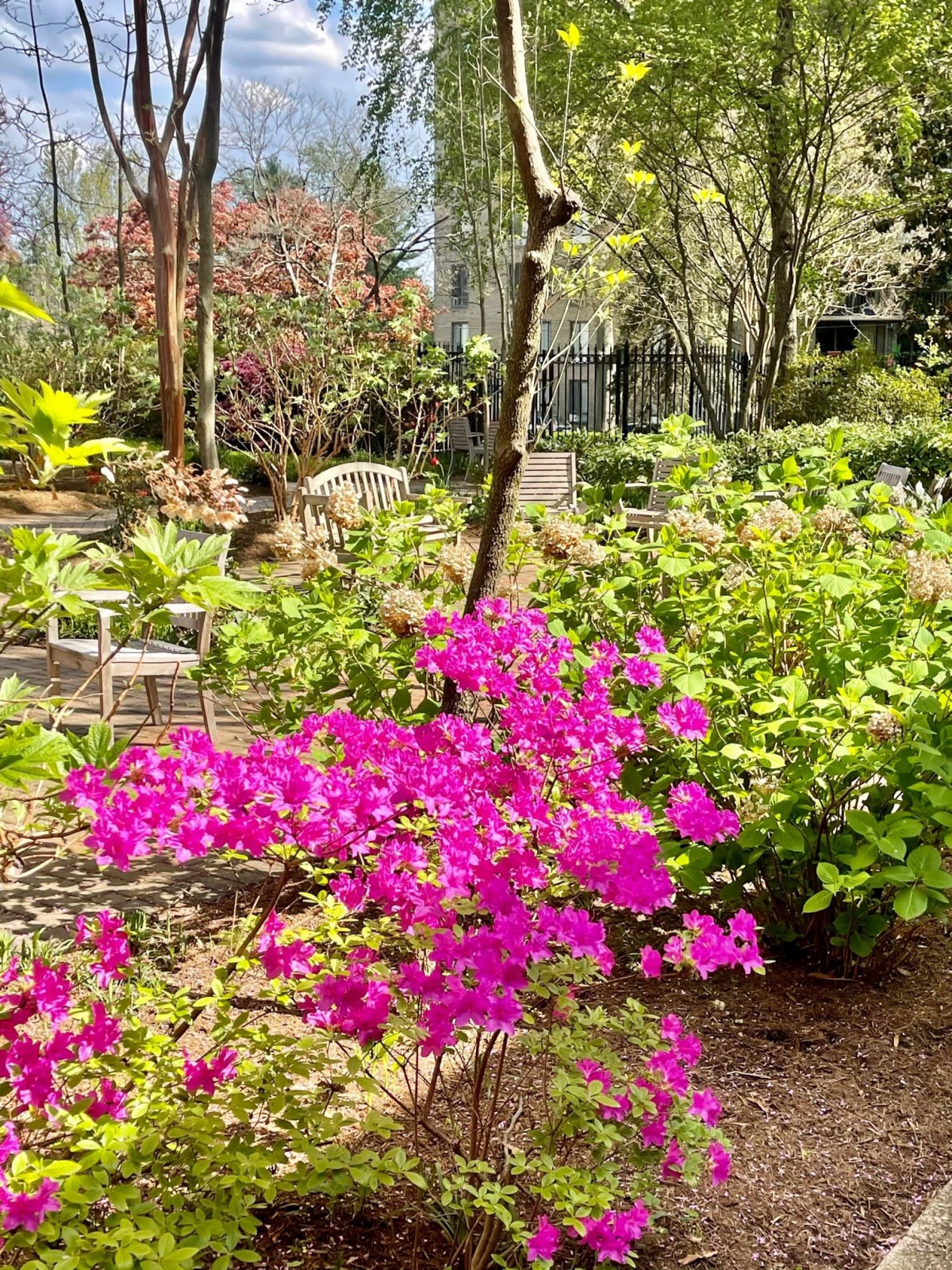 A vibrant garden scene with blooming pink flowers amidst lush greenery.