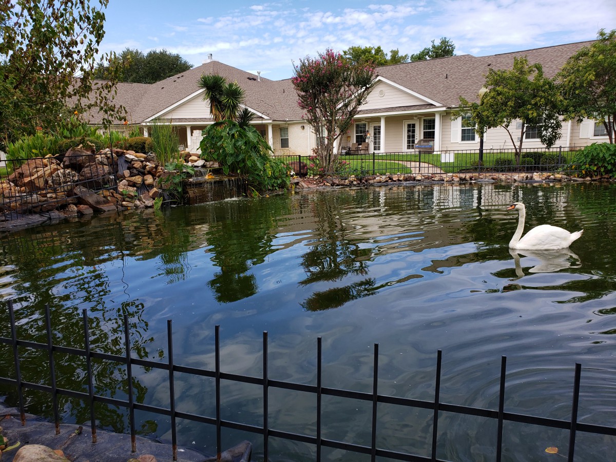 A serene pond with a swan swimming, surrounded by houses and lush greenery.