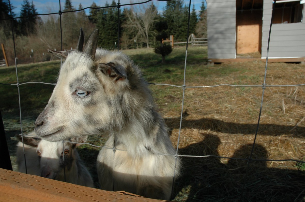 A goat with light-colored fur standing by a fence on a sunny day at a farm.