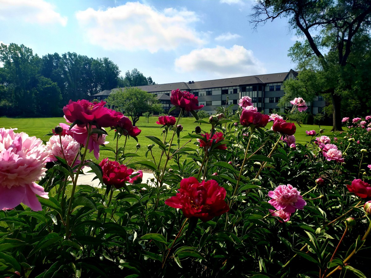 A vibrant garden of peonies under a clear blue sky.