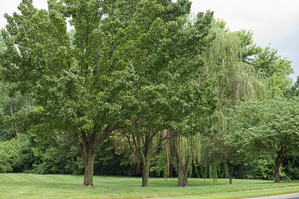A serene park scene with lush green trees.