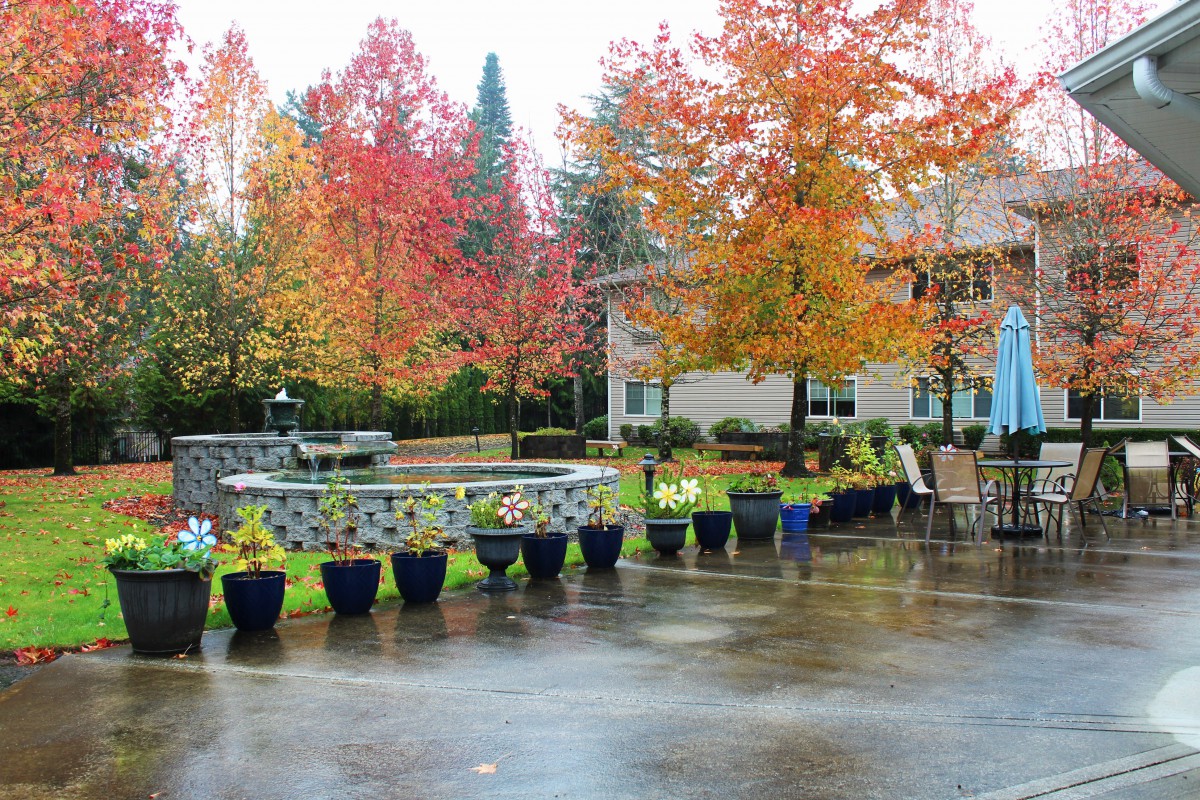 A garden scene with vibrant autumn trees and potted plants on a rainy day.