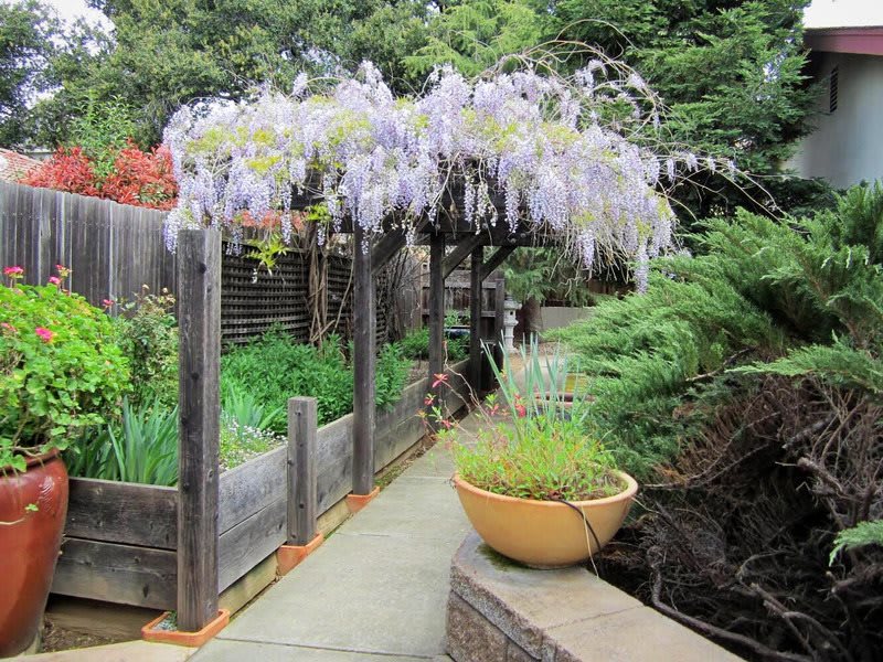 Beautiful garden pathway adorned with blooming wisteria and lush greenery.