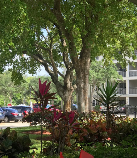 A serene view of a tree surrounded by colorful plants, with parked cars in the background.