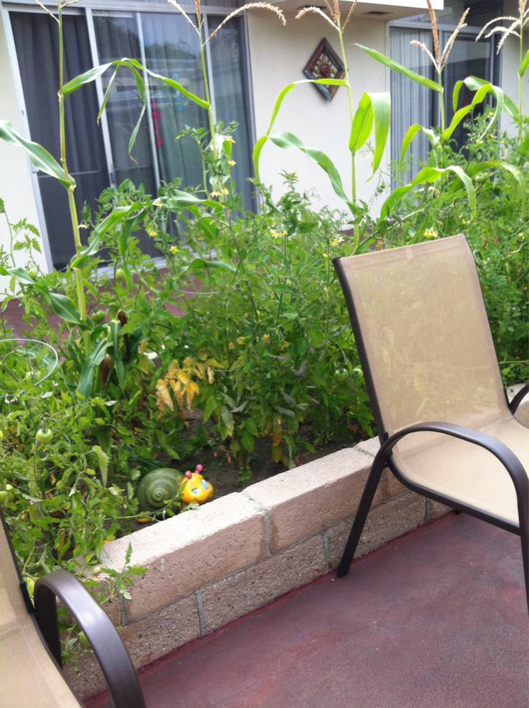 A small garden with lush green plants and vegetables growing near a patio chair.