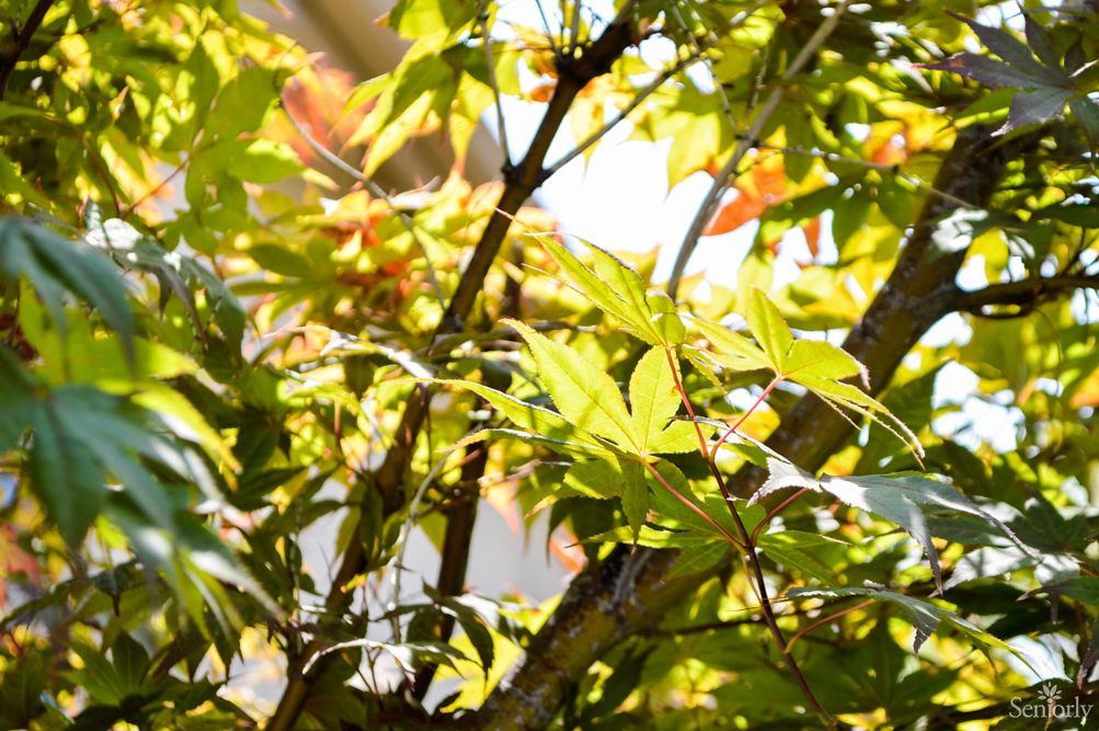 Sunlit leaves on a tree branch outdoors.