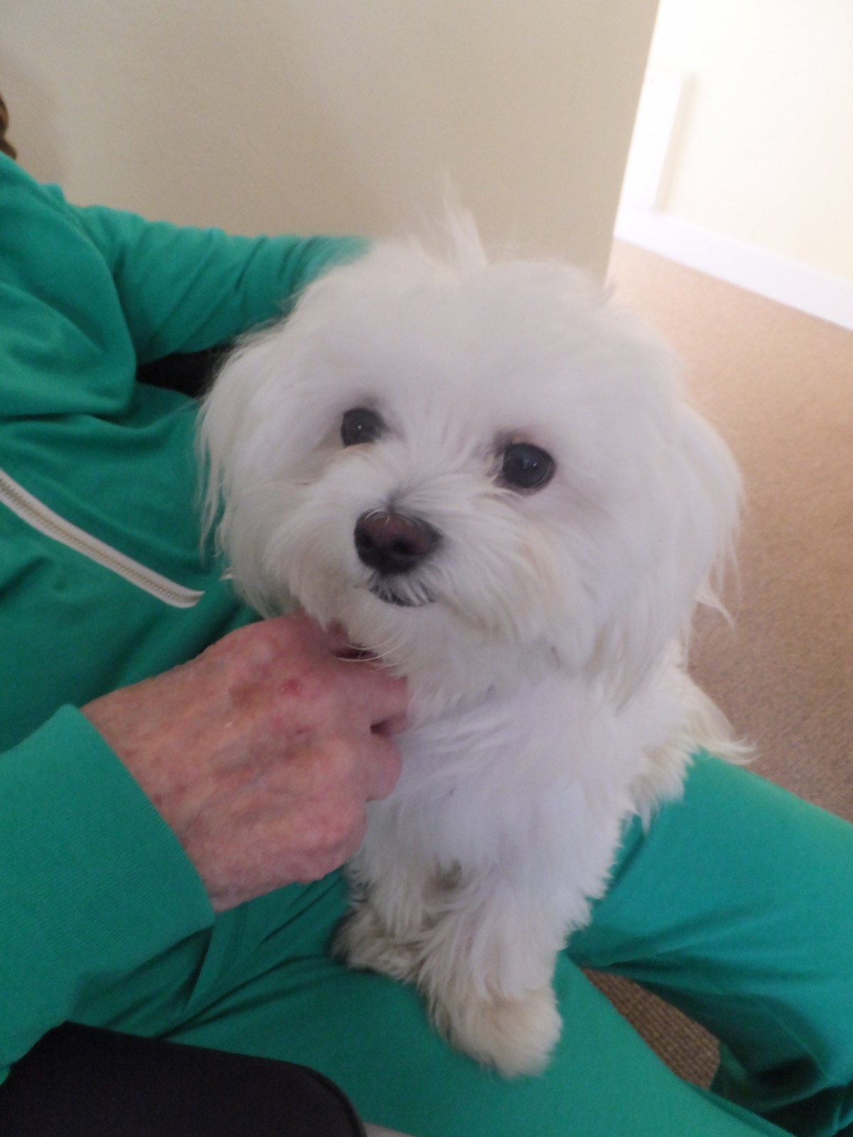 A cute Maltese dog with white fur sitting indoors.