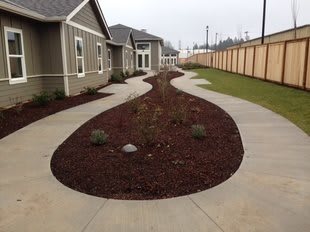 A landscaped garden with a curving pathway, bordered by mulch in a residential area.